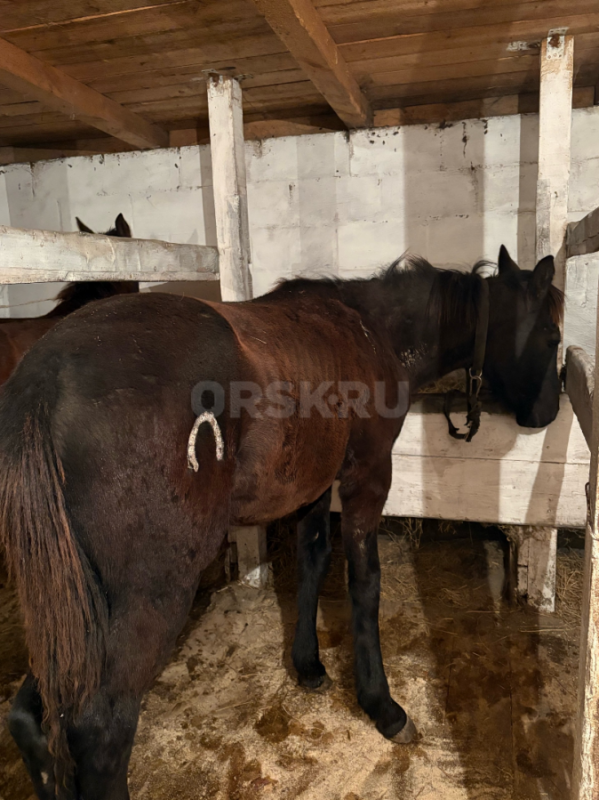 Продам двух жеребят (жеребчики) и кобылу(стоит на откорме) - Орск