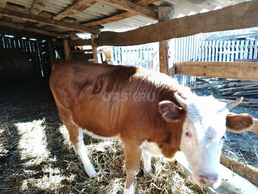 Продам молодняк КРС с откорма. - Кваркено