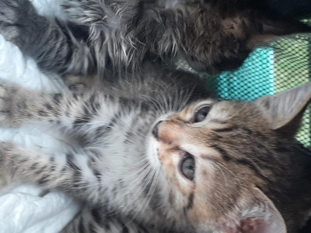 Котенок -девочка 3 месяца, ласковая, игручая, ест все натуральное, к горшку приучена. - Орск