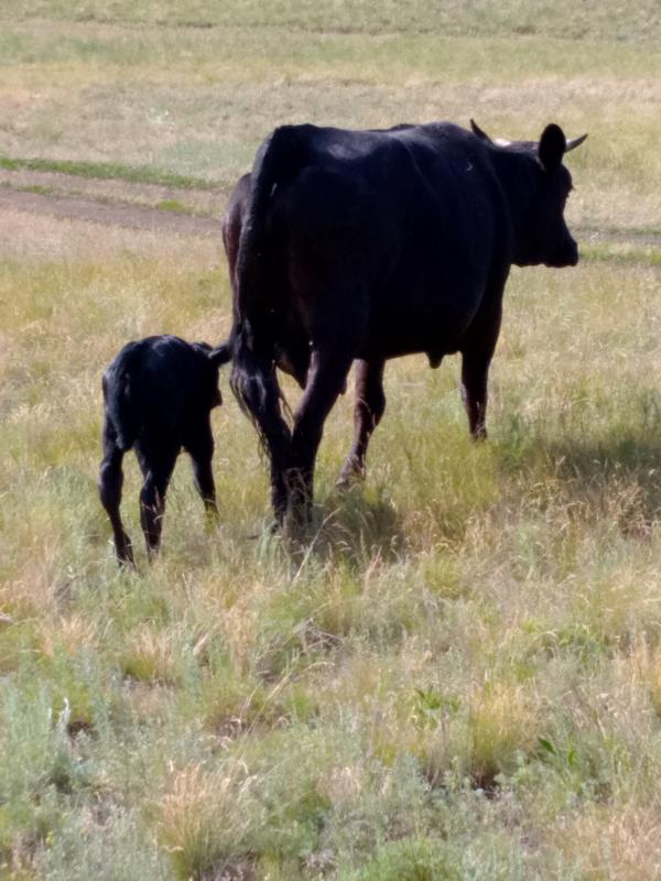 Корова 🐮 втором отелом с телёнком. - Гай