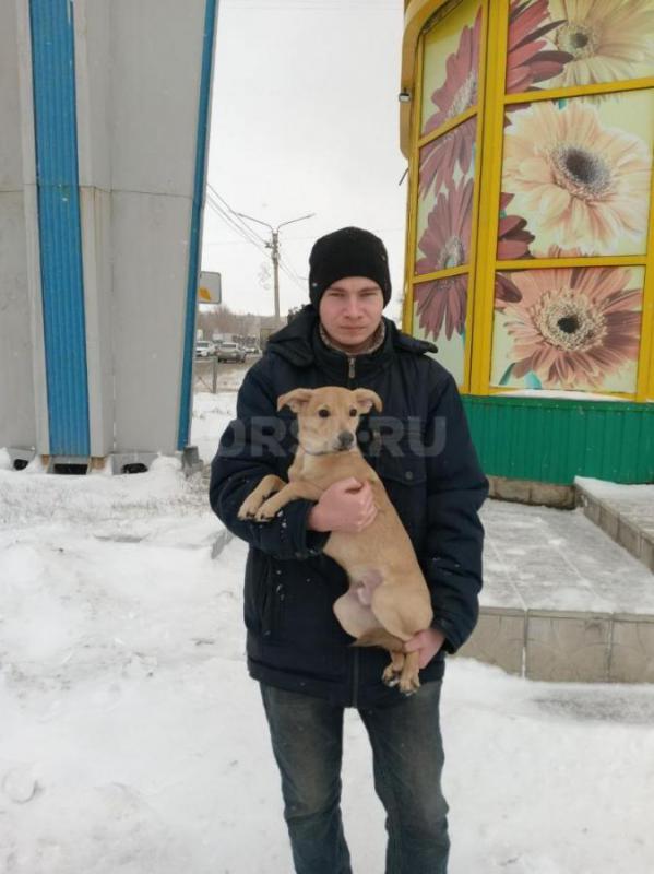 Потерялась собака на Комсомольский площади, город Орск
Где то  с 15:40
Если нашли собачку 
Звонит - Новотроицк