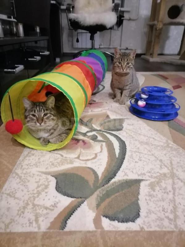 Отдам ласкового игривого и умного кота. - Орск