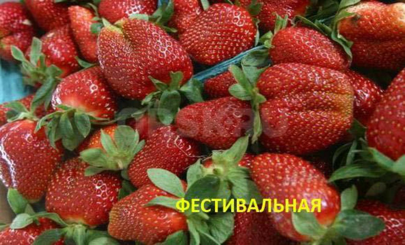 Рассада клубники:
Машенька (ягоды крупные,сладкие, ранняя,15р)
Коррадо(Орлец) (ягоды продолговатые - Орск