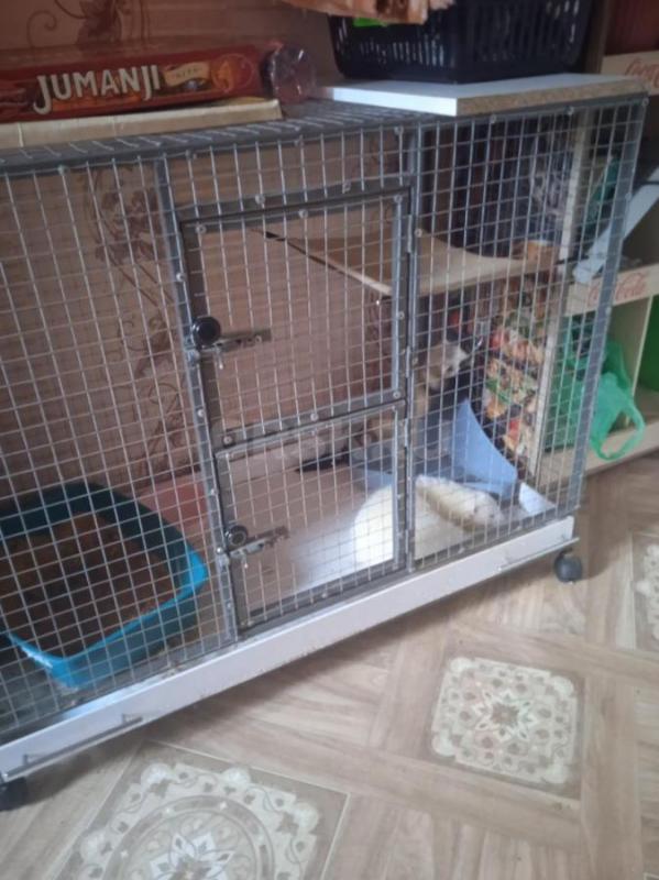 Продам Хорьков девочку и мальчика вместе с клеткой, девочка стерилизована. - Орск