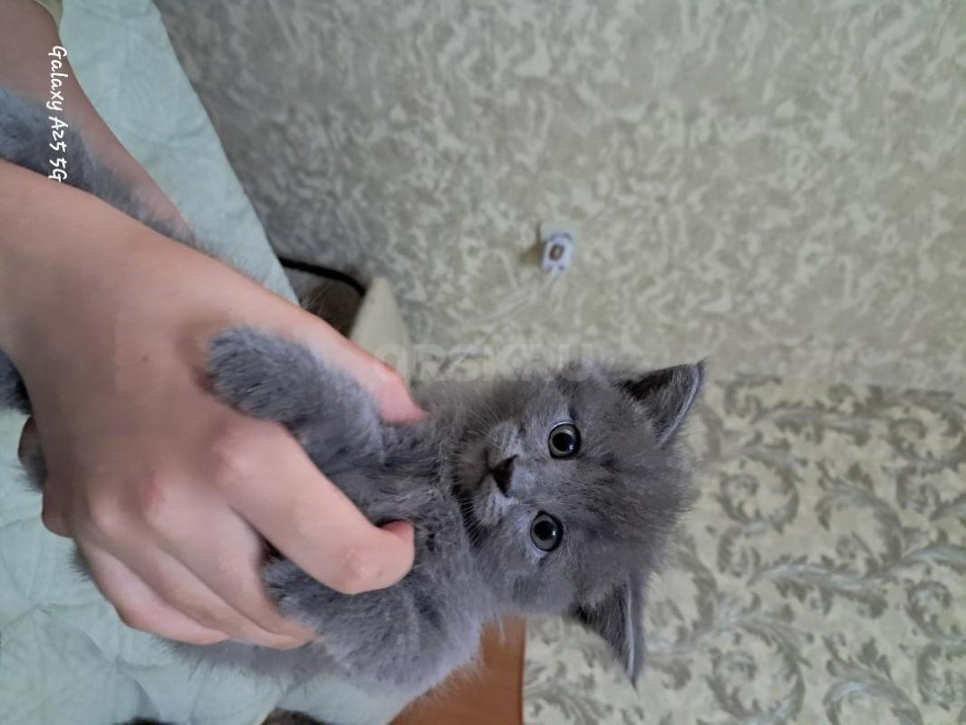Ласковые котята. - Орск