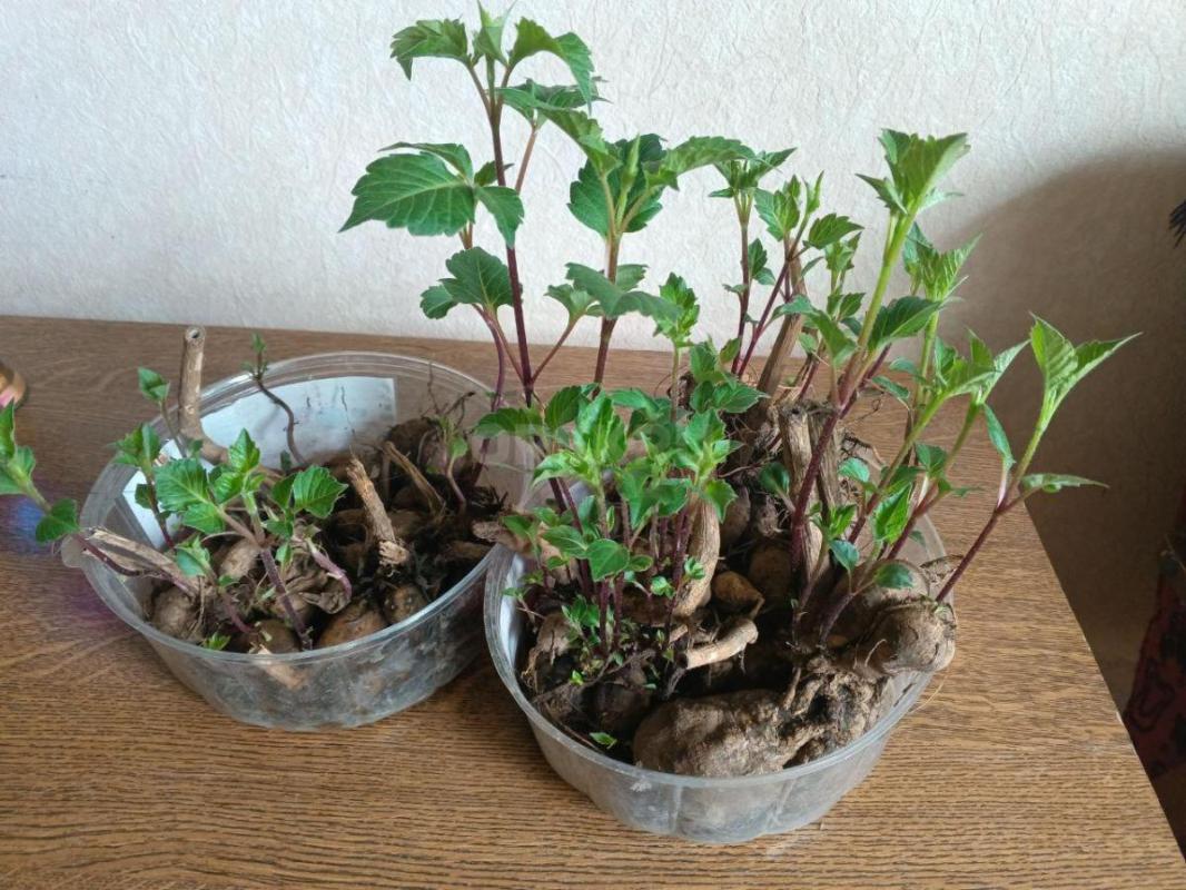 Продам саженцы георгин  бордового цвета,проросшие, ,,крупные,высокие .. - Орск