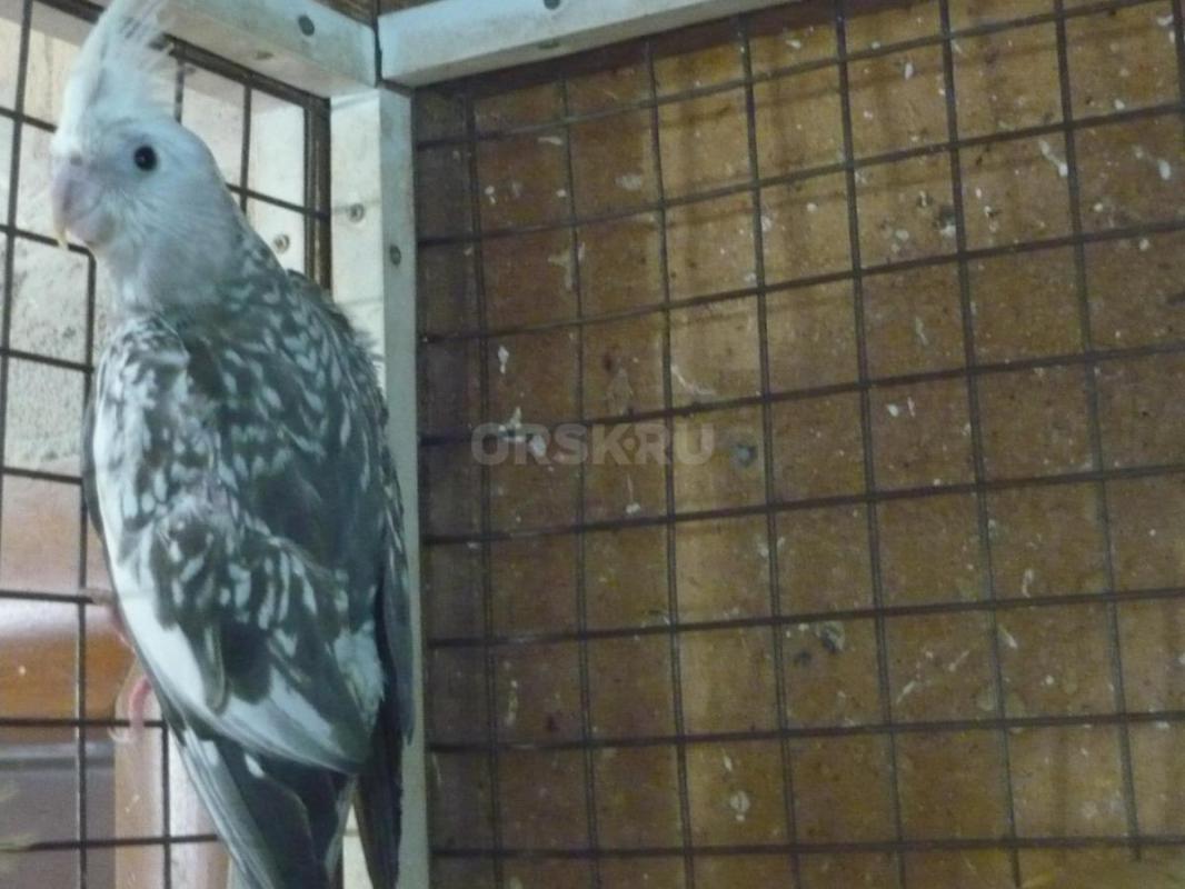 Продам самку безщекой Кореллы,возраст 2 года. - Орск