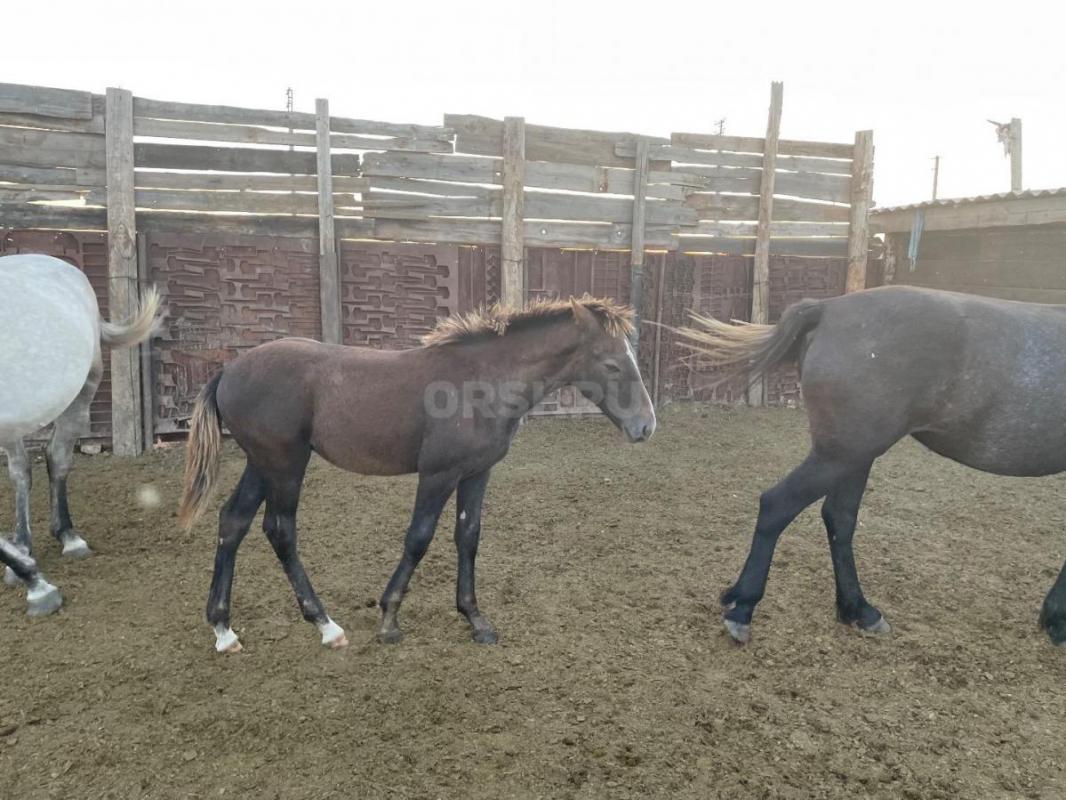 Жеребчик годовалый,обменяю на кобылку с доплатой в обе стороны. - Орск