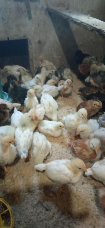 Продам цыплят от домашних кур несушек. - Орск