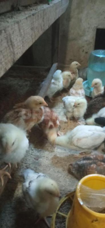 Продам цыплят от домашних кур несушек. - Орск