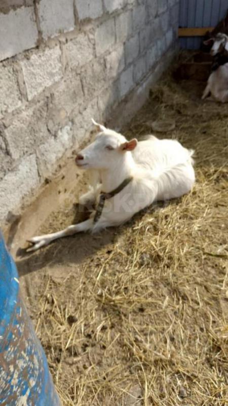 Продам двух дойных коз и козла кровь не мешанная. - Орск