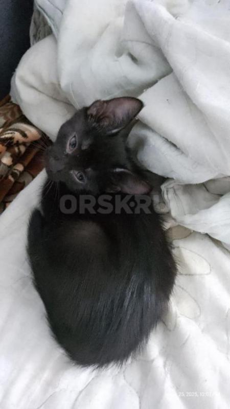 Отдам котят в надёжные добрые ручки. - Орск