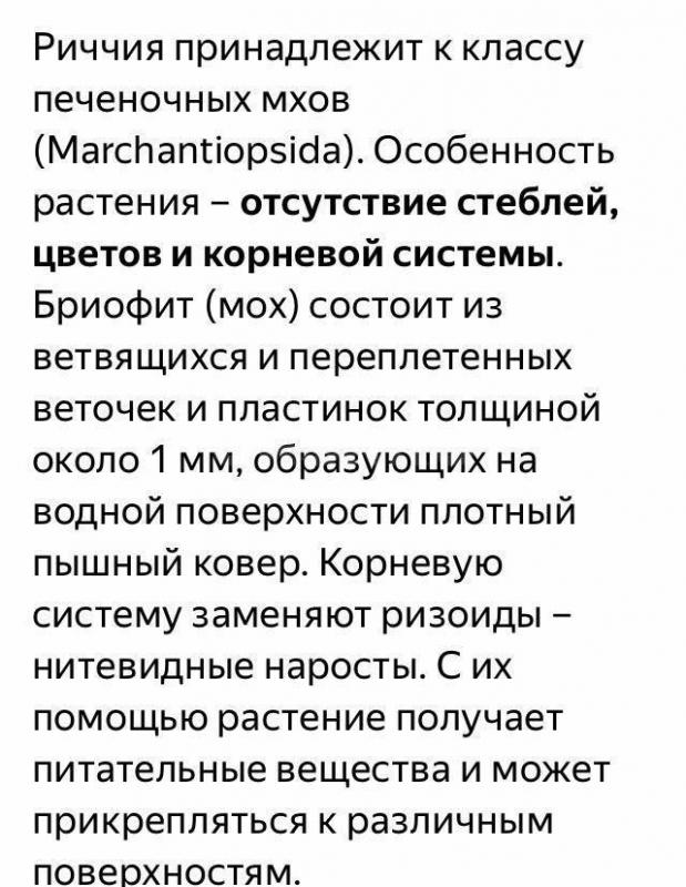 аквариумное растение Риччия 500₽ - Орск