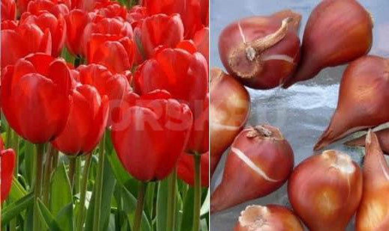 Рассада многолетних цветов:
    Купане (20р), 
    Флоксы (50р), 
    Дельфиниум (30р); 
    Ром - Орск