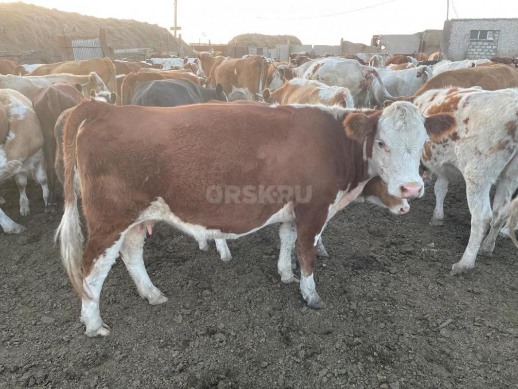 Продам,коровы с телятами( 3 коровы)
Телка 2х лет ,яловая 
Телка годовалая 
Дорого! - Орск