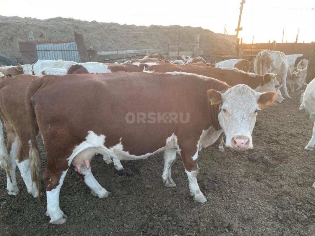 Продам,коровы с телятами( 3 коровы)
Телка 2х лет ,яловая 
Телка годовалая 
Дорого! - Орск