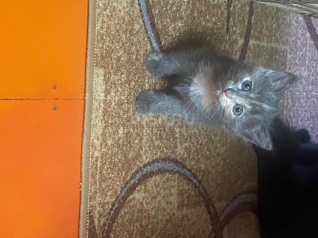 Отдам  очаровательных котят в добрые руки. - Орск