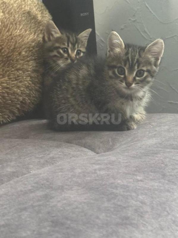 Отдам даром милых котят в хорошие и добрые руки! - Орск