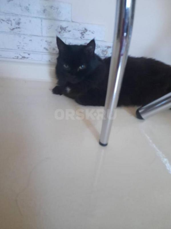 Отдам в хорошие руки, в связи с переездом в другой город, очень хорошую , ласковую кошечку. - Орск