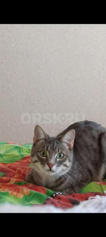 Помогите найти котика. - Орск