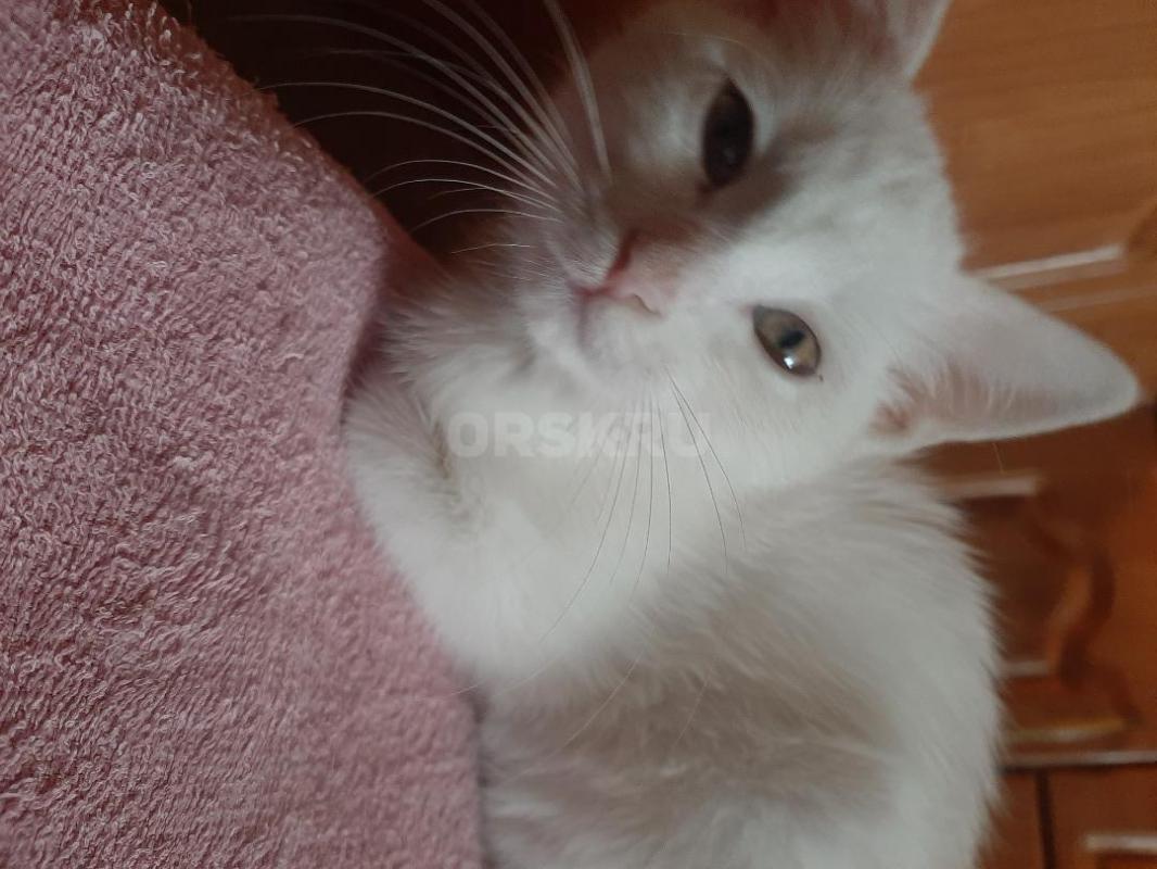 Кошечка  около 3 месяцев, абсолютно белая, активная. - Орск