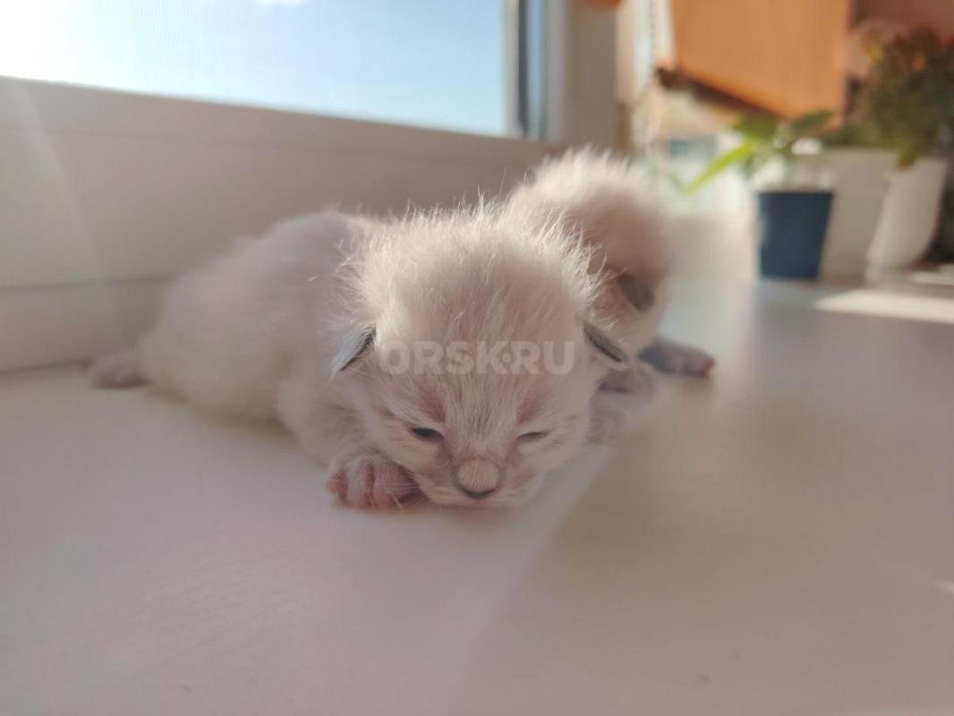 Открыто бронирование на  очаровательных котят  породы Невская маскарадная! - Орск