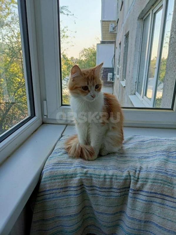 Отдам вот такую кошечку, сняли с дерева, в добрые руки. - Орск