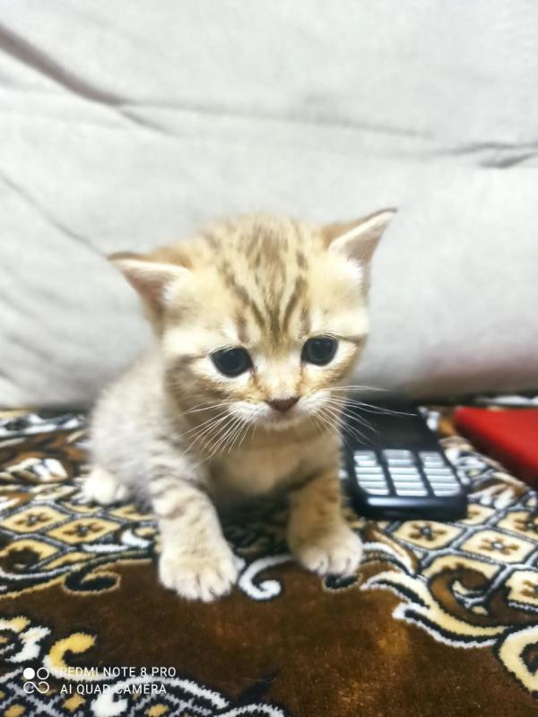 Продам Шотландских котят с родословной. 3 мальчика,рождены 20 июня. - 