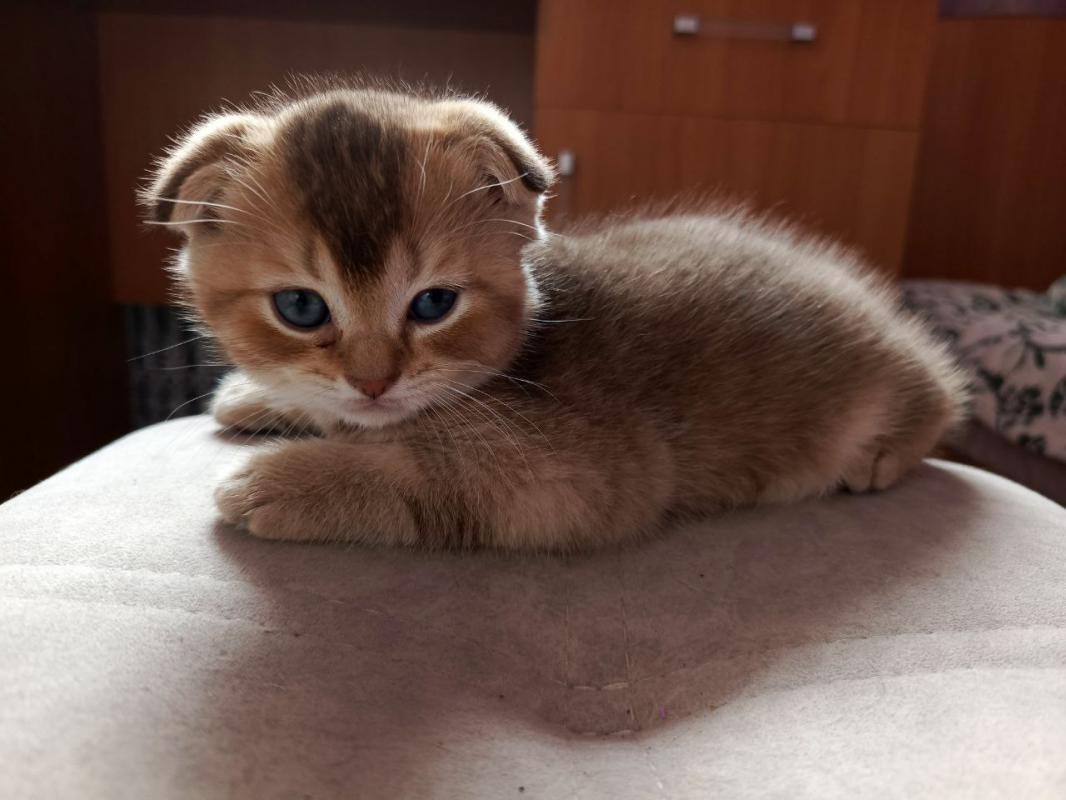 Продам Шотландских котят с родословной. 3 мальчика,рождены 20 июня. - 