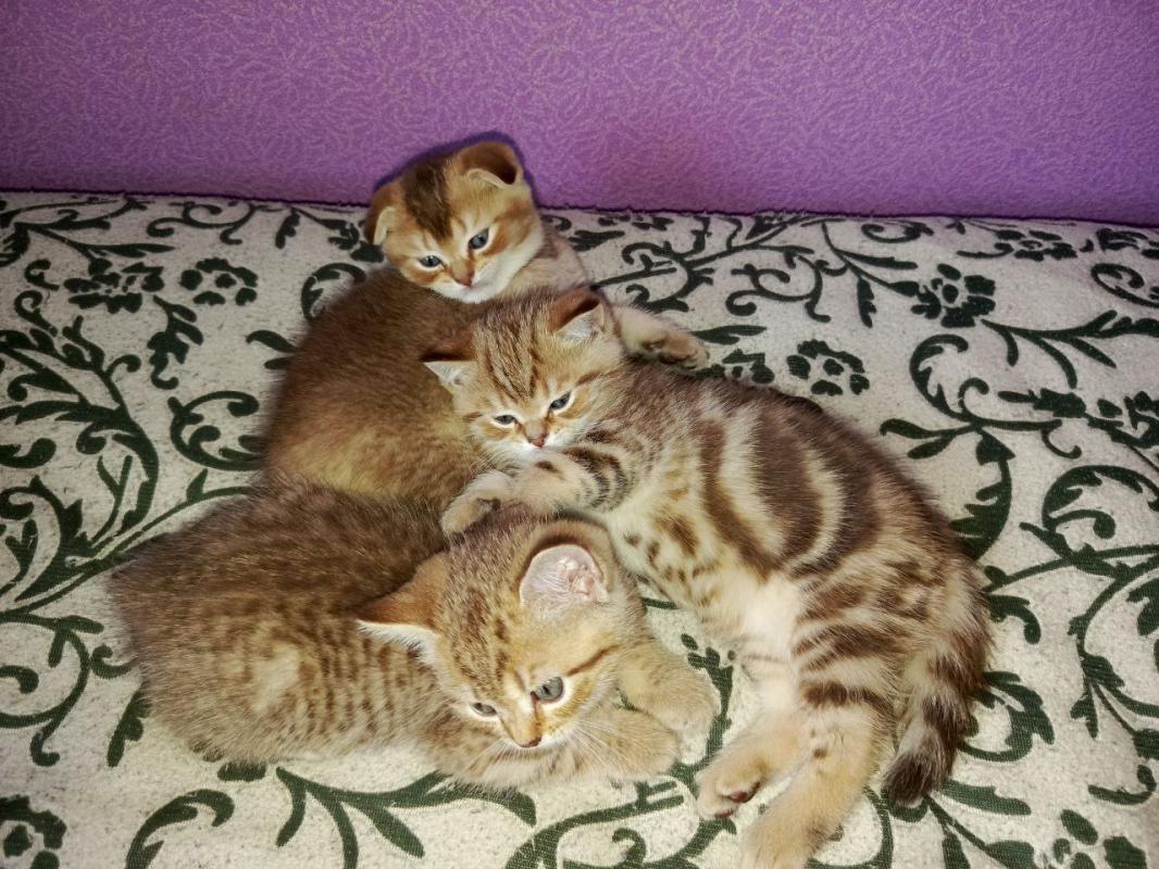 Продам Шотландских котят с родословной. 3 мальчика,рождены 20 июня. - 