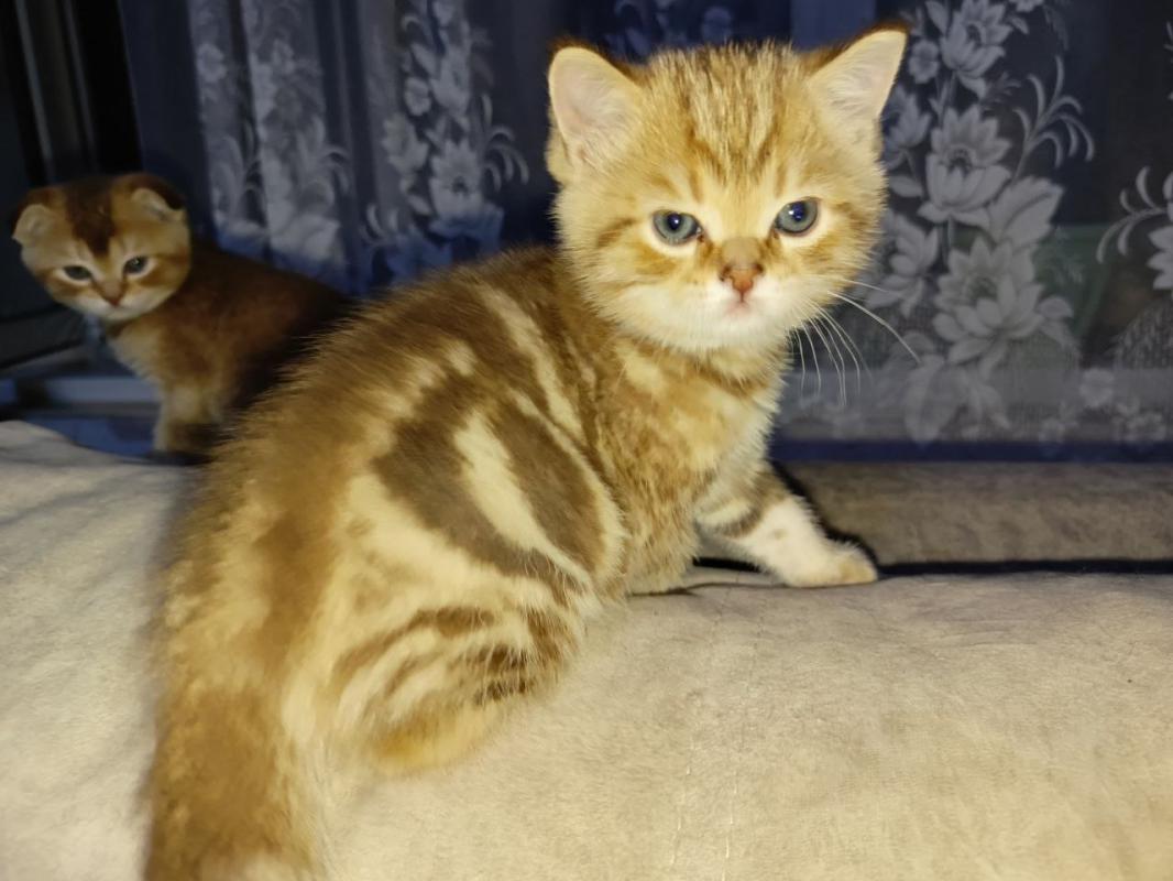 Продам Шотландских котят с родословной. 3 мальчика,рождены 20 июня. - 
