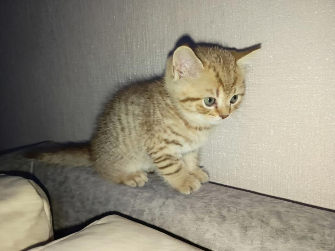 Продам Шотландских котят с родословной. 3 мальчика,рождены 20 июня. - 