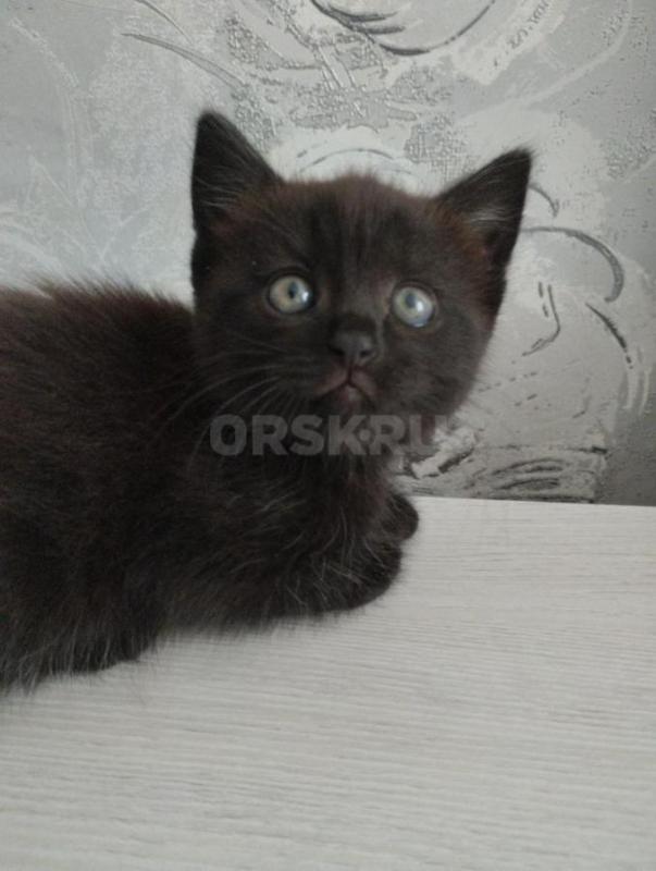 Отдам котят в надежные руки 1.5 месяца. - Орск