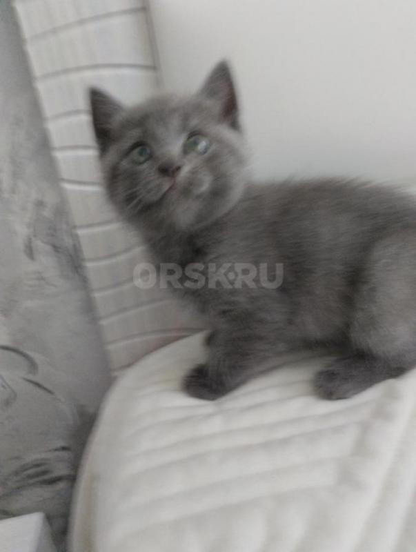 Отдам котят в надежные руки 1.5 месяца. - Орск