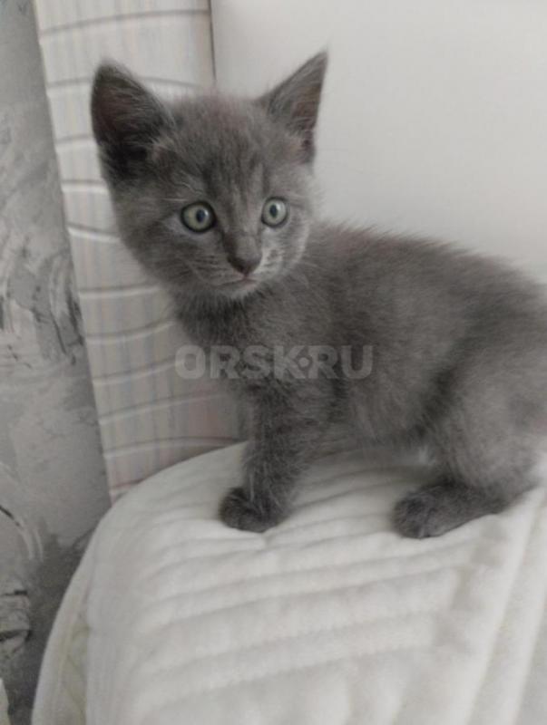 Отдам котят в надежные руки 1.5 месяца. - Орск