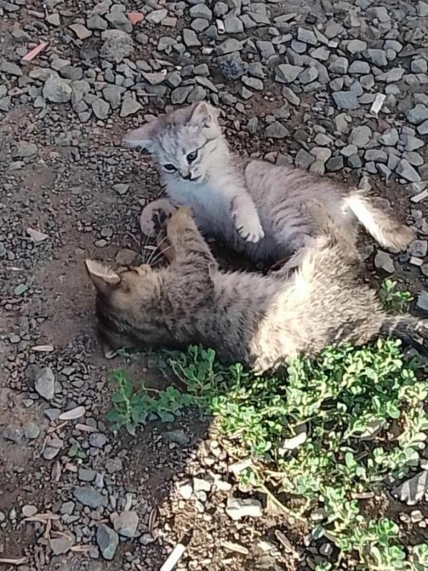 Продам котят от шотландской вислоухой кошки в лоток ходят. - Орск