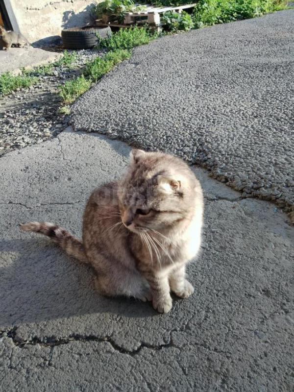 Продам котят от шотландской вислоухой кошки в лоток ходят. - Орск