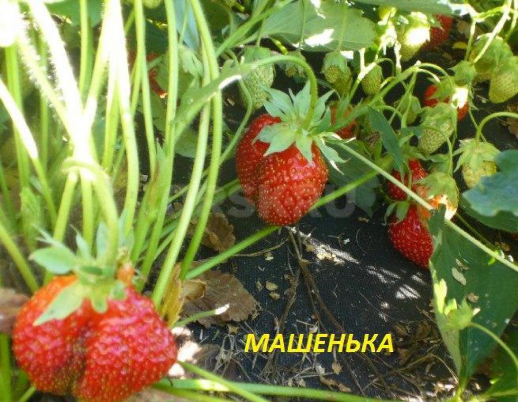 Рассада клубники:
Елизавета 2 (ягоды всё лето (ремонтантная), крупные, сладкие, 25р)

Фестивальна - Орск
