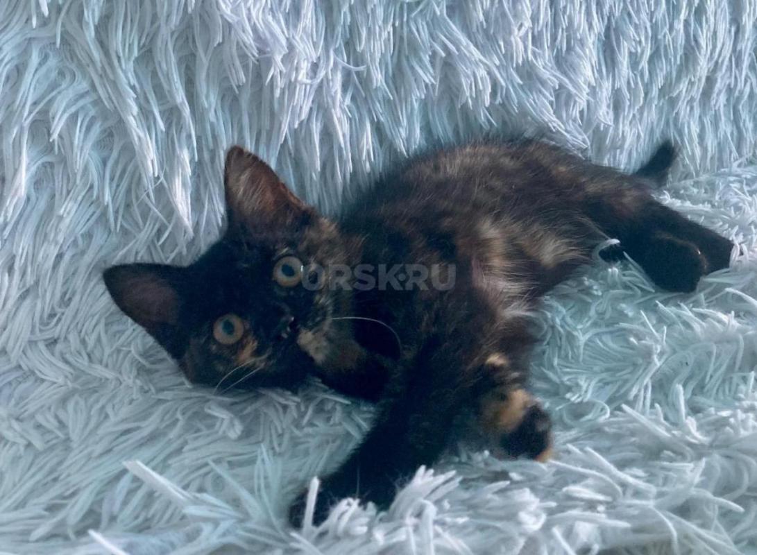 Ищет дом котенок -девочка! - Орск