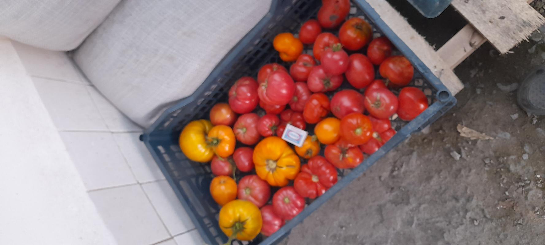 Продам помидоры. - Новотроицк