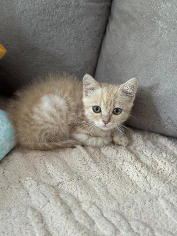 Котик 2 месяца, аккуратный, послушный, игривый. - Орск