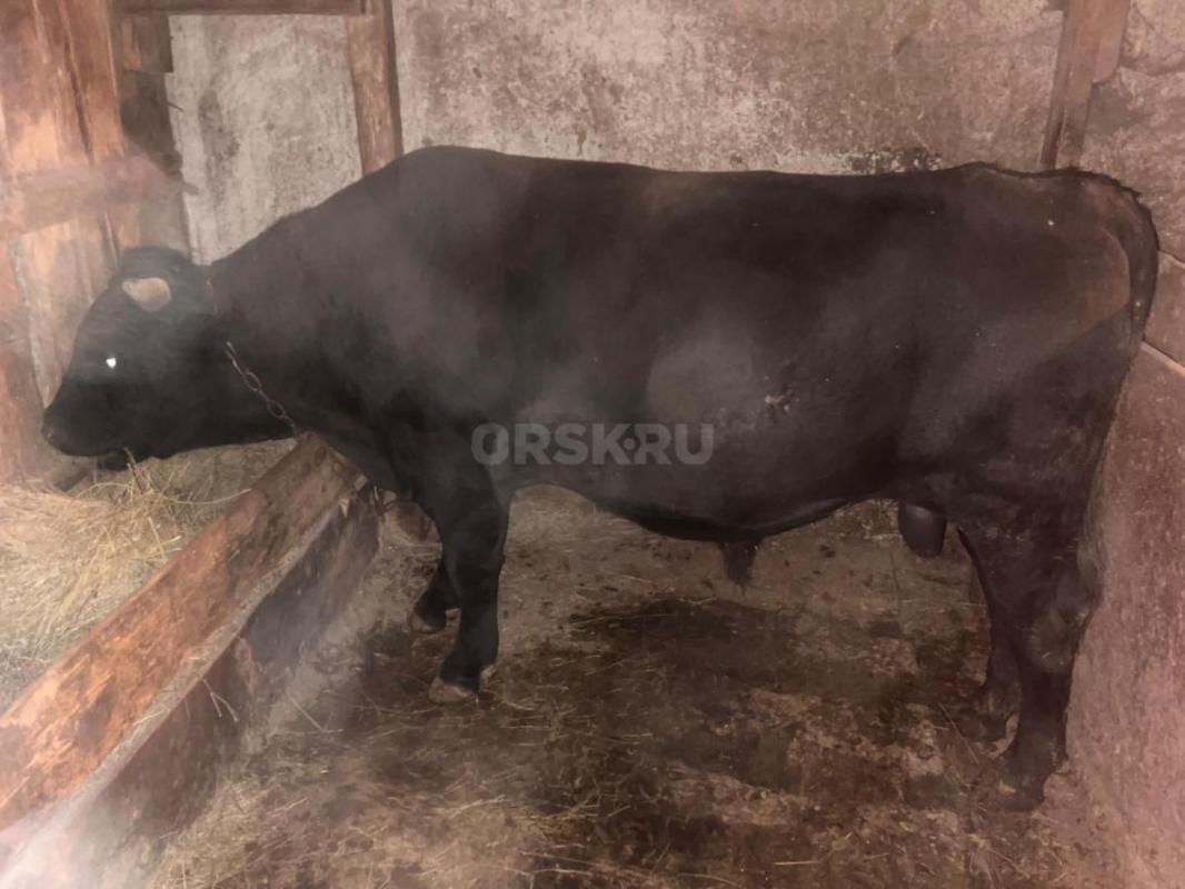 Продам быка, 2 года справный. - Орск