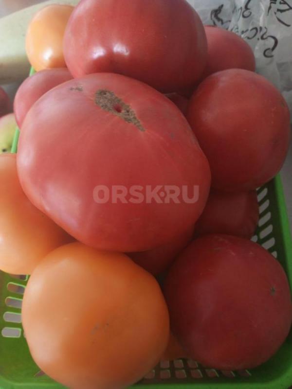 Продам горький перец 60 руб, помидоры 50руб, огурцы 60 руб кг. - Орск