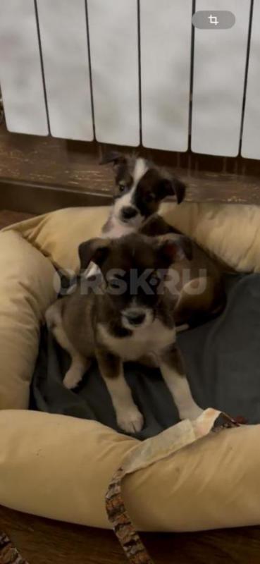 Отдам щенков хорошие руки!!!
31.07.25 года двух замечательных, крошечных малышей с пуповиной я нашл - Орск