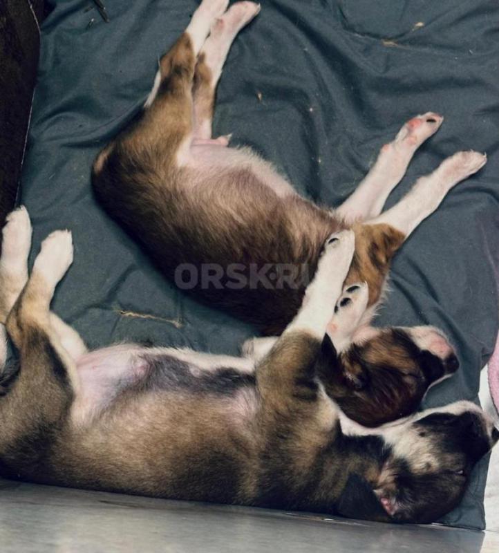 Отдам щенков хорошие руки!!!
31.07.25 года двух замечательных, крошечных малышей с пуповиной я нашл - Орск