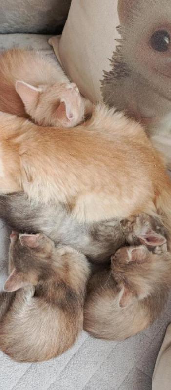 В добрые руки котят необычной трёхцветной расцветки-бежево-серый-белый, девочки и мальчик! - Орск