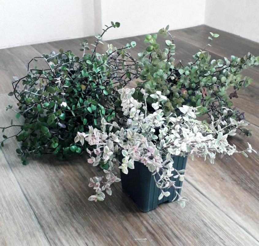 Фикус Даниэль(350₽),фикус голден моник(250),фикус грин кинки (350₽),Каллизия 3 сорта: розовая пантер - Орск