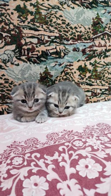 Продам шотландских вислоухих котят. - Орск