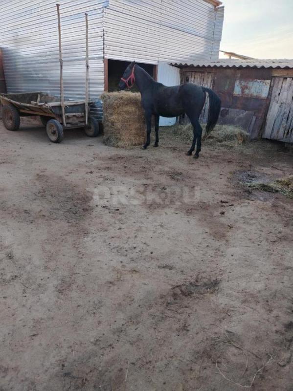 Продам  жеребчика 2,5 года - Орск