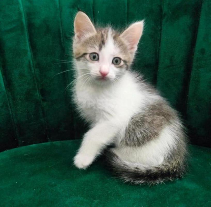 Отдам в добрые руки котенка, мальчик, 1,5 месяца. - Орск